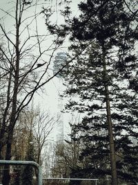 Low angle view of trees against sky