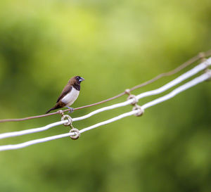 Bird perching on a branch