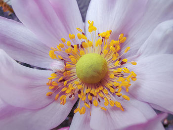 Close-up of yellow flower pollen