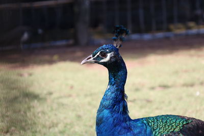 Close-up of a peacock