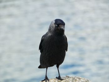 Close-up of bird perching on water