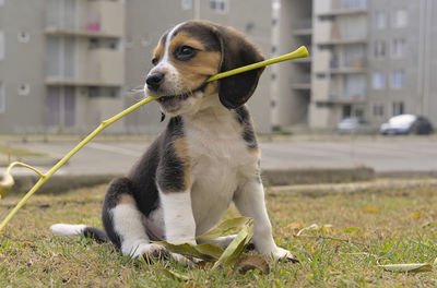 Close-up of dog on field