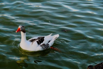 Duck swimming in lake