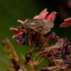 Close-up of wilted flower