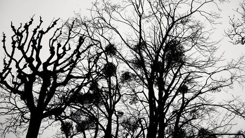 Low angle view of bare trees against sky