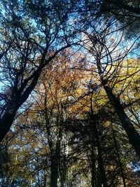 Low angle view of trees against sky