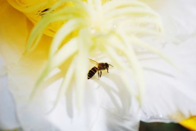 Close-up of bee pollinating on flower