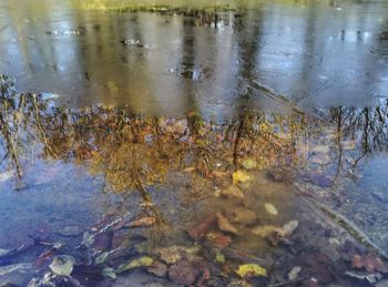 High angle view of ducks swimming in lake