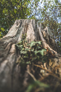 Low angle view of trees growing in forest