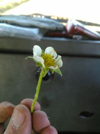 Cropped image of woman holding flower