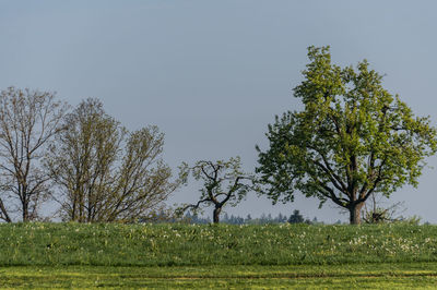 Tree on field against clear sky