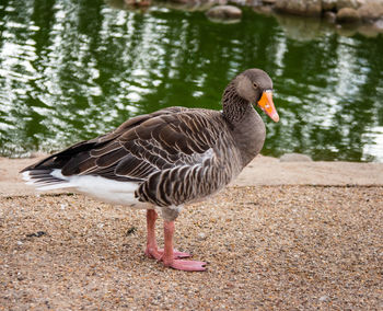 Close-up of a duck in lake