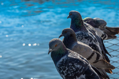 Close-up of birds perching on the sea