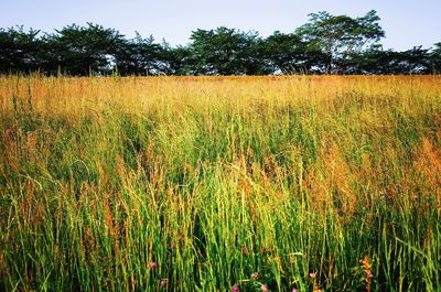 Plants growing in field