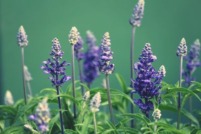 Close-up of purple flowering plants