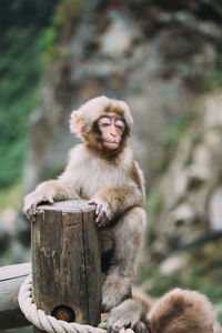 Portrait of monkey sitting on wooden post