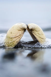 Close-up of bivalve type seashell on beach 