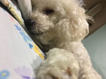 Close-up of dog
