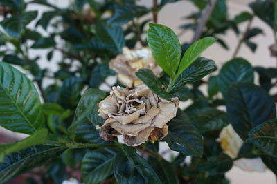 Close-up of flower plant