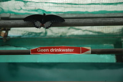 Close-up of bird hanging against blurred background