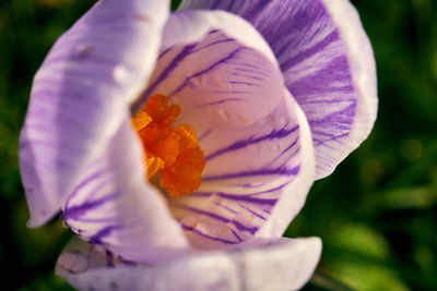 Close-up of purple flowering plant