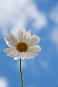 Close-up of white flower against blue sky