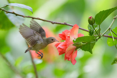 Close-up of bird flying