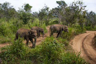 Sri lanka elephant - hurulu pidurangala park