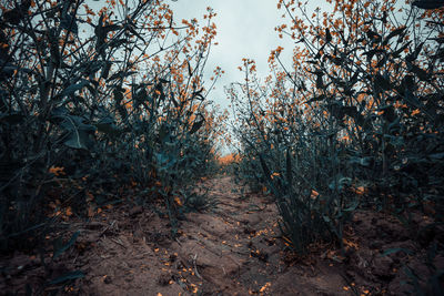 Trees against sky