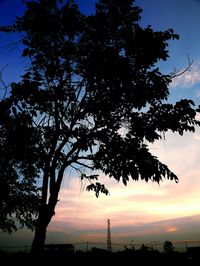 Low angle view of silhouette tree against sky