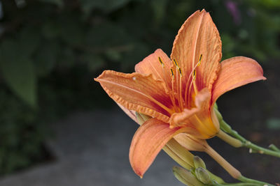 Close-up of day lily plant