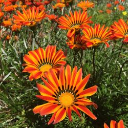 Close-up of orange flowers blooming outdoors