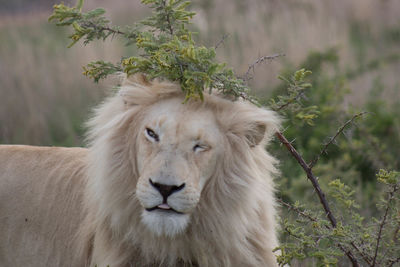Close-up of lion