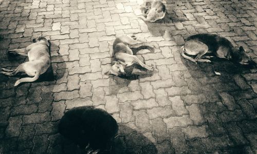 High angle view of dog sitting on street