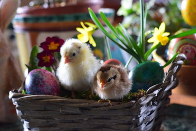 Close-up of young birds in basket