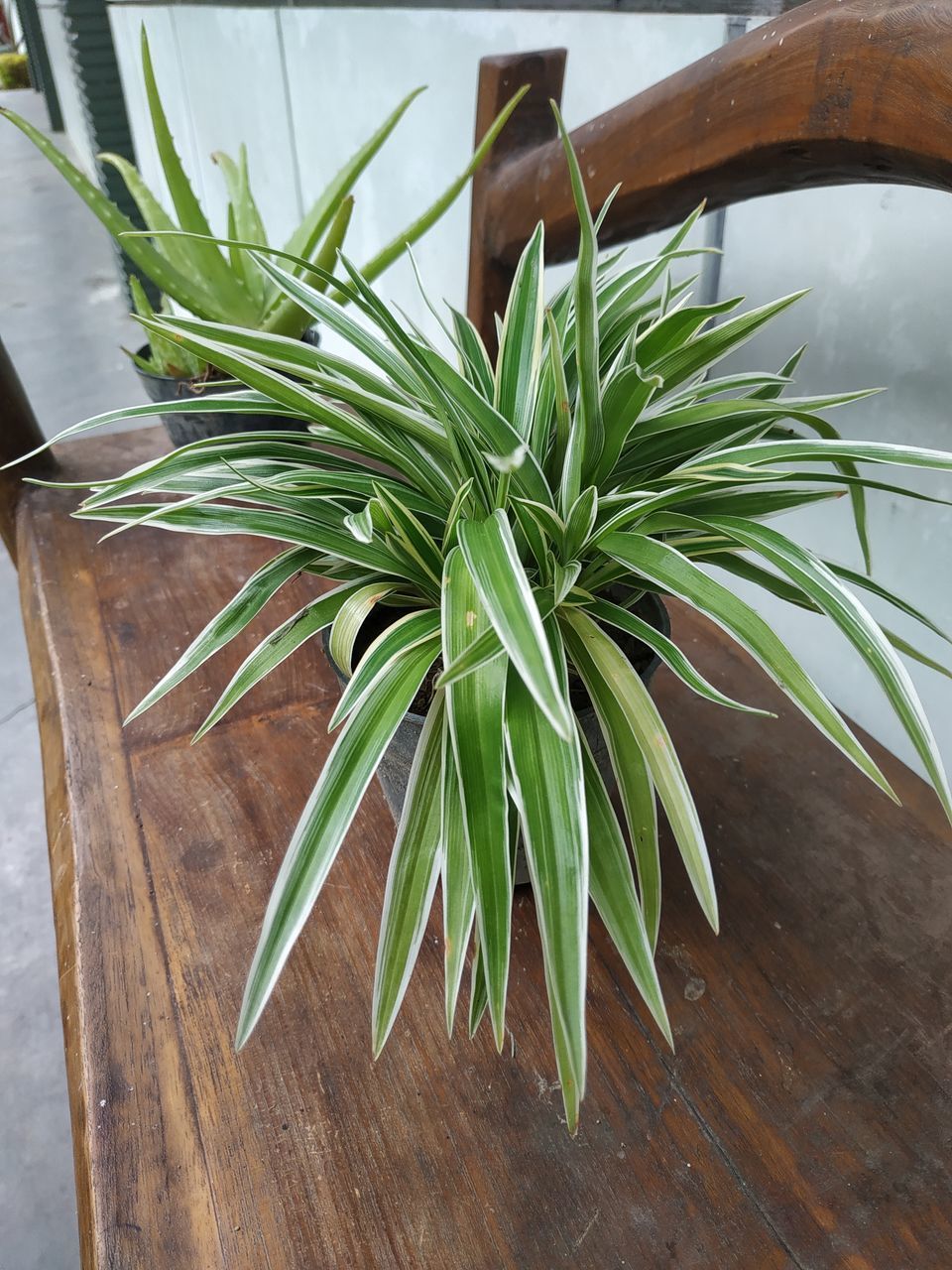 HIGH ANGLE VIEW OF FRESH GREEN PLANT IN TABLE