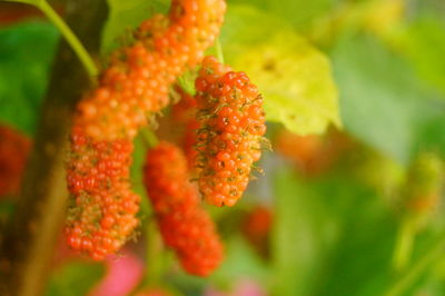 Close-up of orange berries on plant