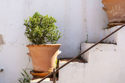 A potted plant in an andalusian patio