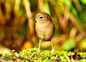 Close-up of bird perching on a land