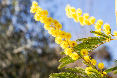 Close-up of yellow flowering plant