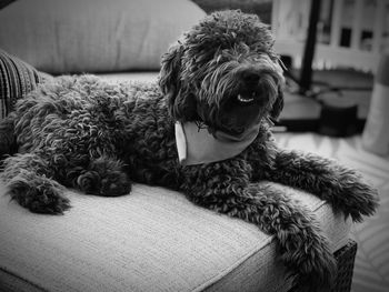 Close-up of dog relaxing on sofa at home