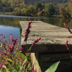 Pink flowers in lake