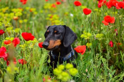 Close-up of dog on field