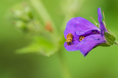 Close-up of beetle on purple flower