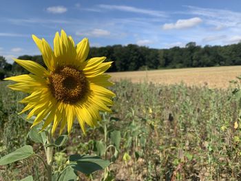 Close-up of sunflower on field