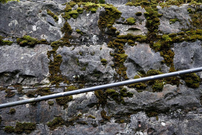 Close-up of moss on rock