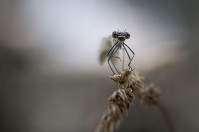 Close-up of spider