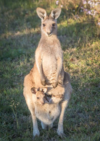 Kangaroo with joey standing on field