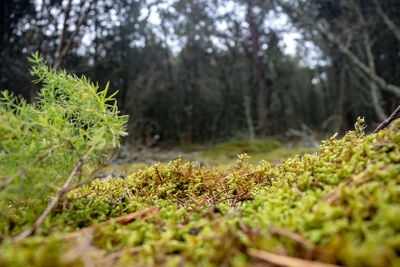 Close-up of moss growing on tree trunk
