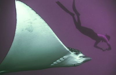 Person swimming next to spotted eagle ray 